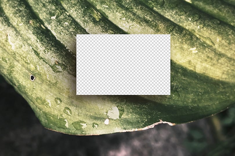 PNG Business Card On Leaf Mockup