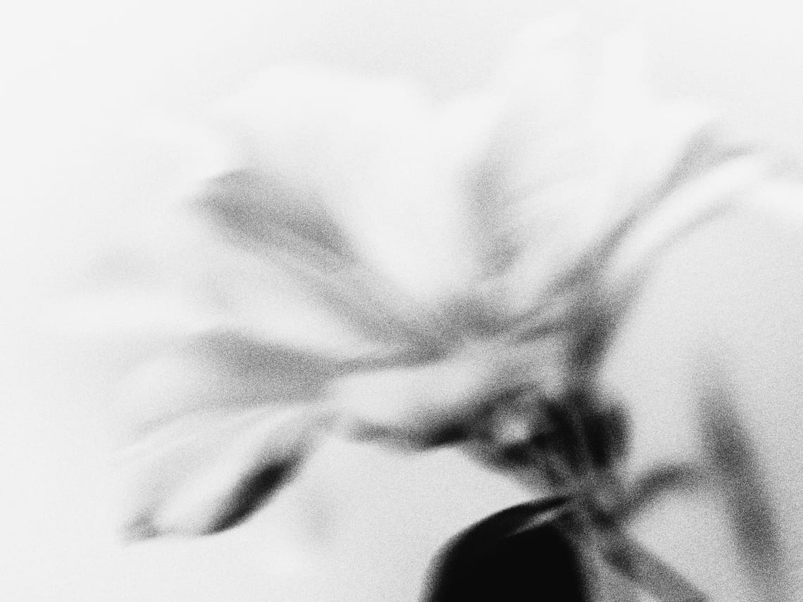 Image Image Blurry Mono Flower 13