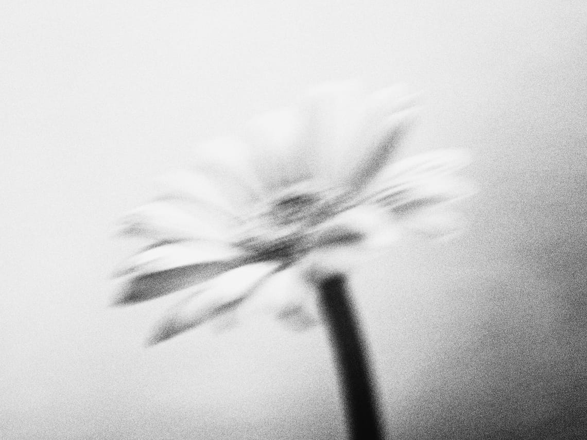 Image Image Blurry Mono Flower 5