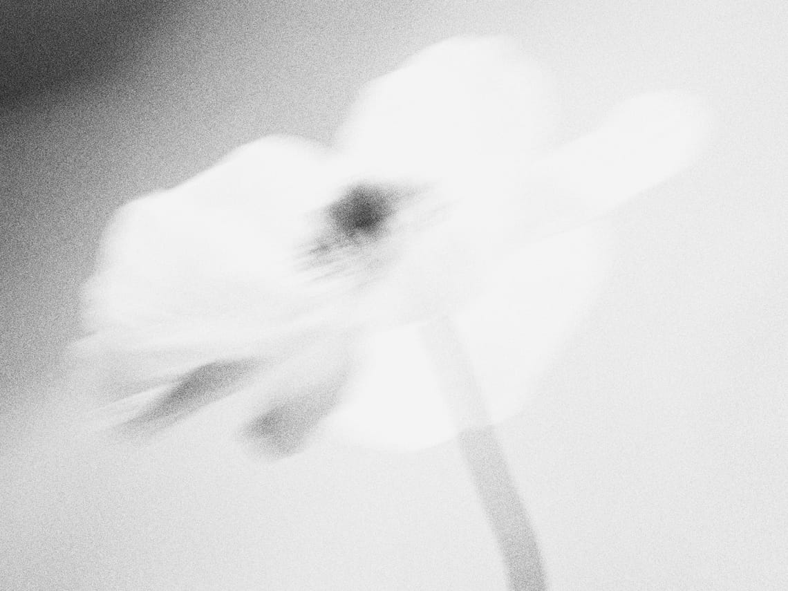 Image Image Blurry Mono Flower 6