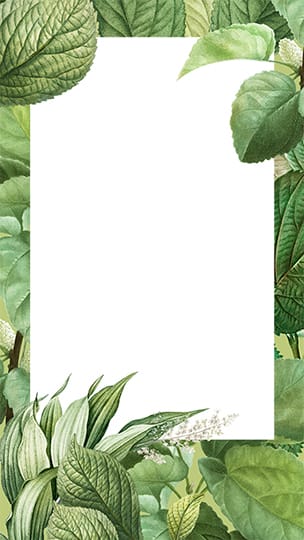 PNG Tropical Green Leaves Transparent Background Story