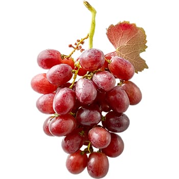 Sticker Red Grape 4