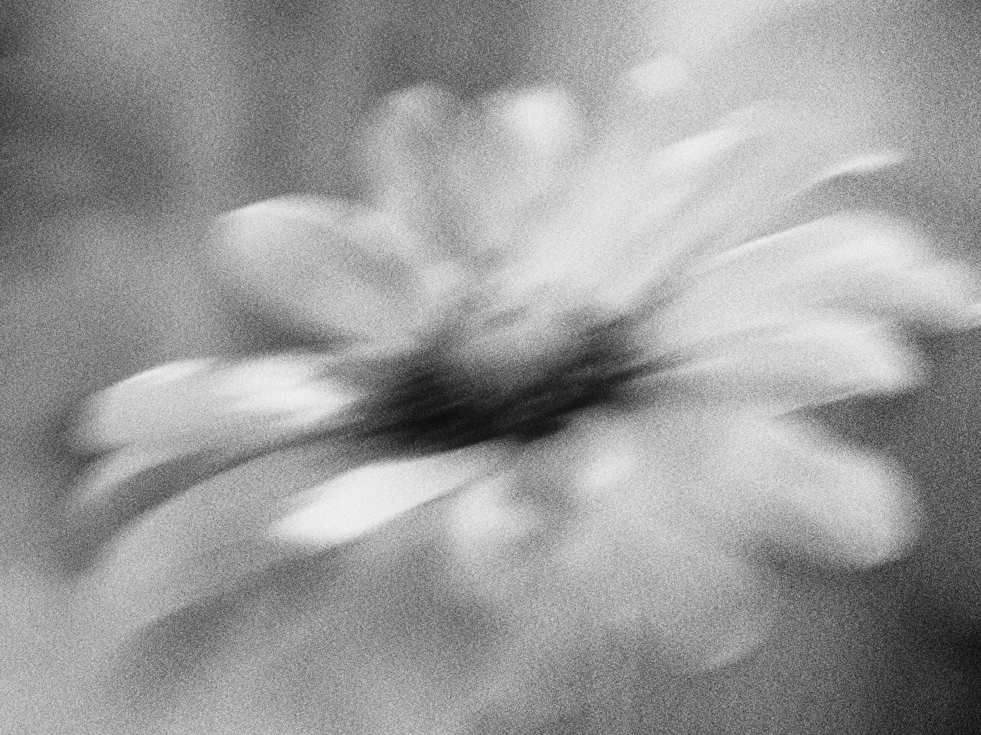 Image Image Blurry Mono Flower 10