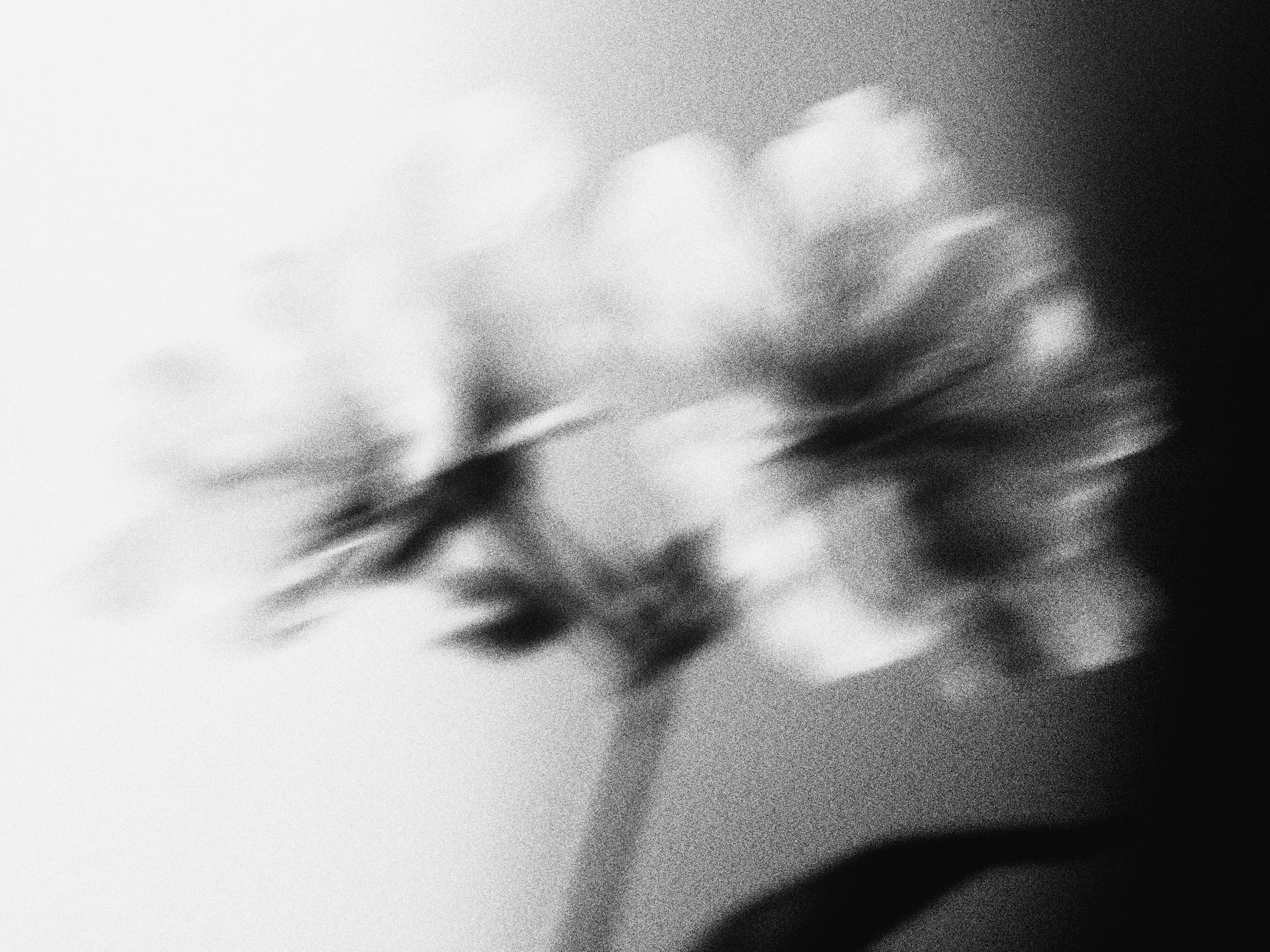 Image Image Blurry Mono Flower 12