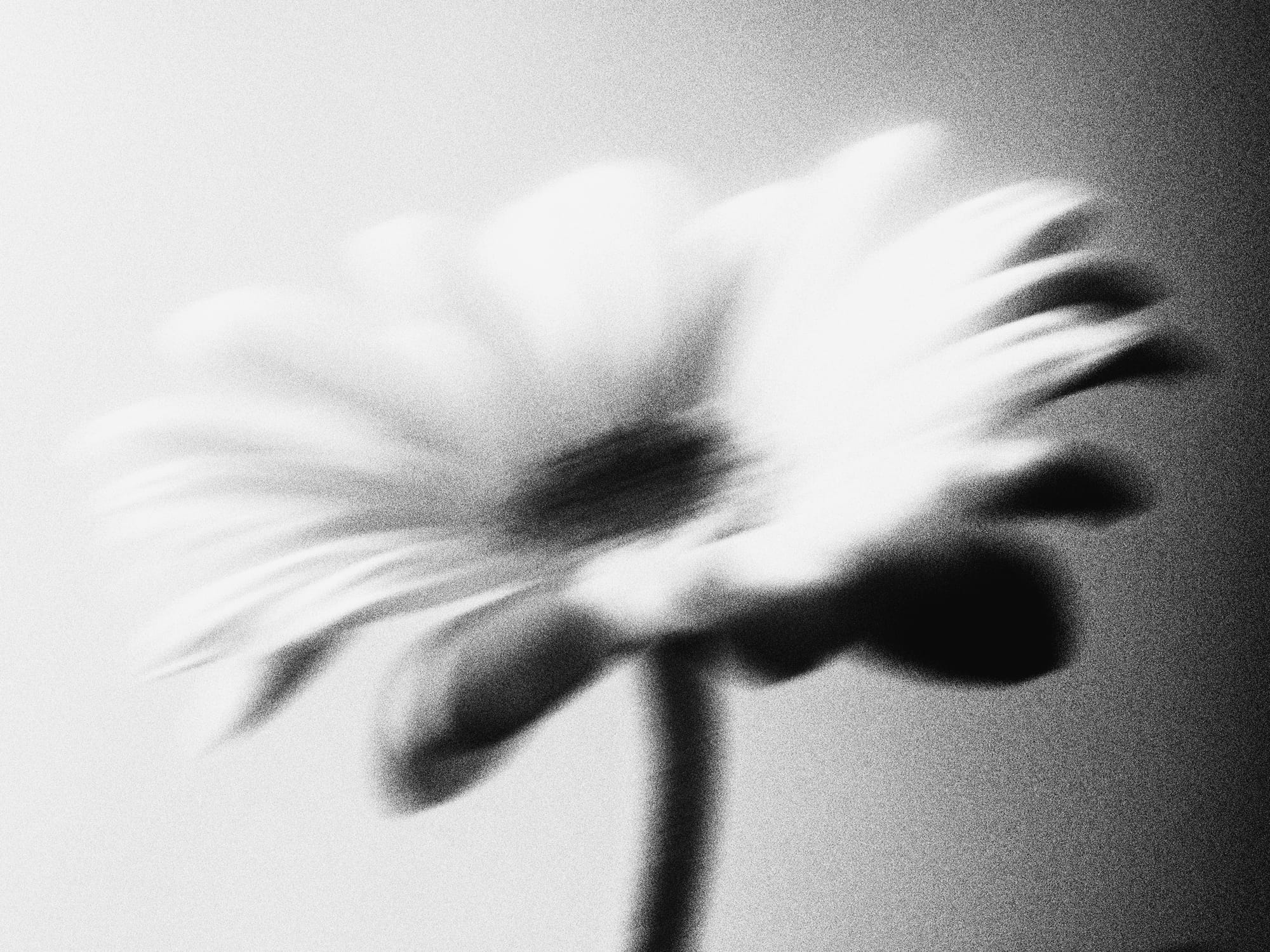 Image Image Blurry Mono Flower 9