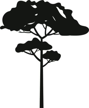 Tree Silhouette 11