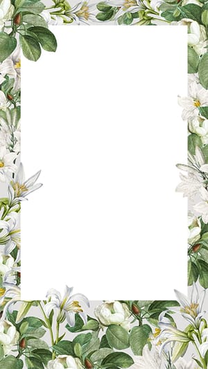 Image Leaf With White Flower Transparent Background Instagram Story