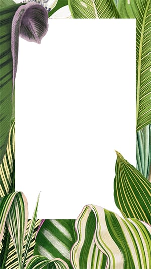 Image Leaves Green Transparent Background Instagram Story