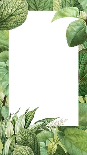 Image Tropical Green Leaves Transparent Background Instagram Story