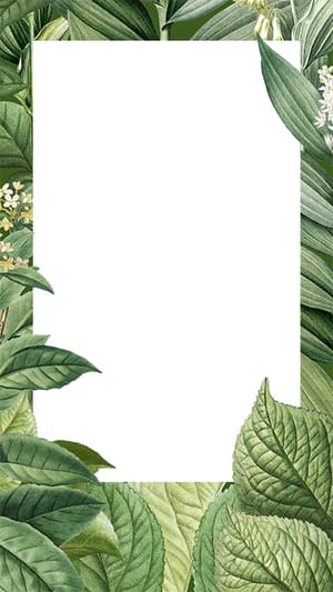 Image Tropical Leaves Transparent Background Instagram Story