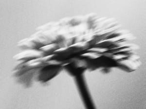 Image Blurry Mono Flower 1