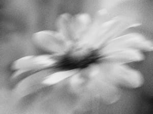 Image Image Blurry Mono Flower 10