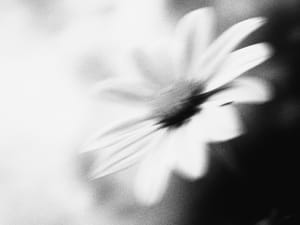 Image Image Blurry Mono Flower 16