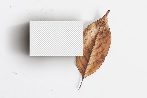 PNG Business Card With Dry Leaf Mockup