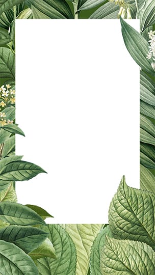 PNG Tropical Leaves Transparent Background Story