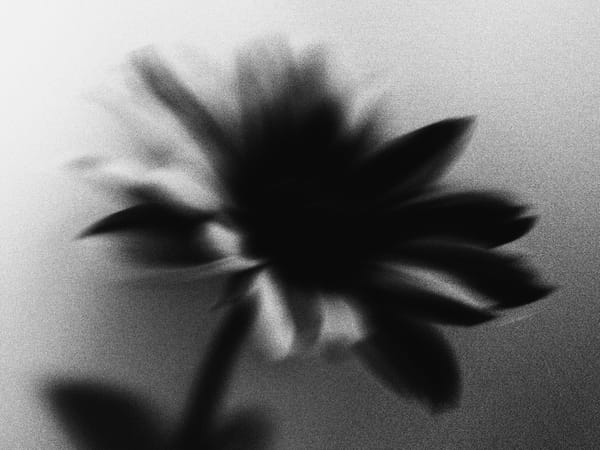 Image Image Blurry Mono Flower 14