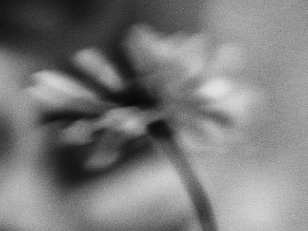 Image Image Blurry Mono Flower 2